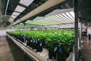 cannabis plants in a growing facility