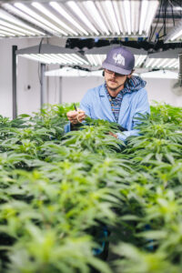 a man tending to cannabis plants in a growing facility