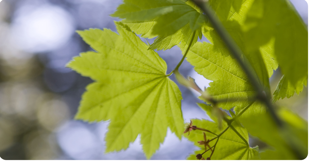 Close-up of a green leaf.