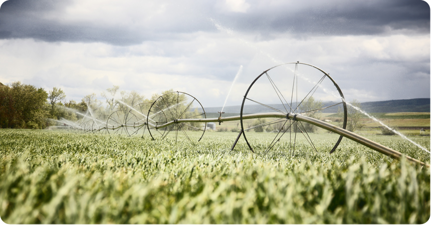 wheel line irrigation sprinklers in a field.