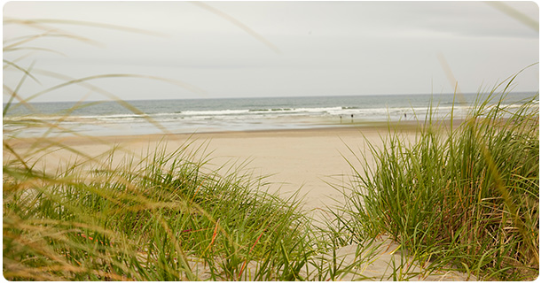 Pacific Ocean with grasses in the foreground.