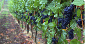 Purple grapes hanging from grape vines.
