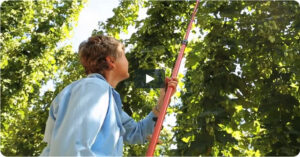 Woman harvesting hops.