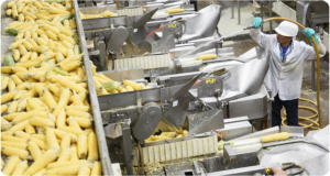 a man hosing down a lot of corn on the cob on a conveyor belt