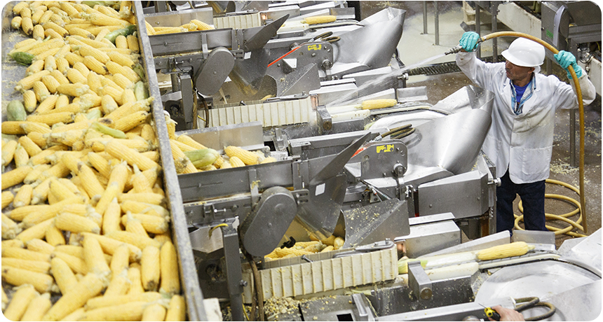 a man hosing down a lot of corn on the cob on a conveyor belt