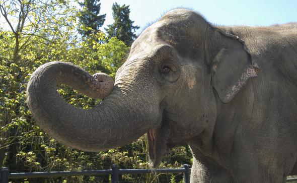 a happy looking elephant