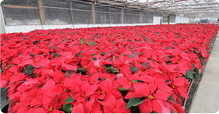 rows of red flowers in a large, bright greenhouse
