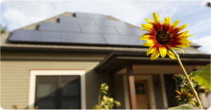 bright yellow flower in front of house with solar panels on the roof