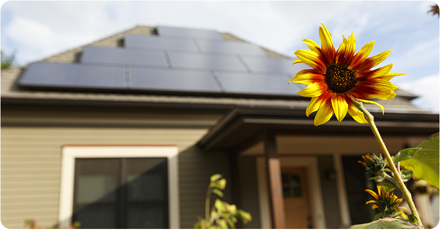 bright yellow flower in front of house with solar panels on the roof