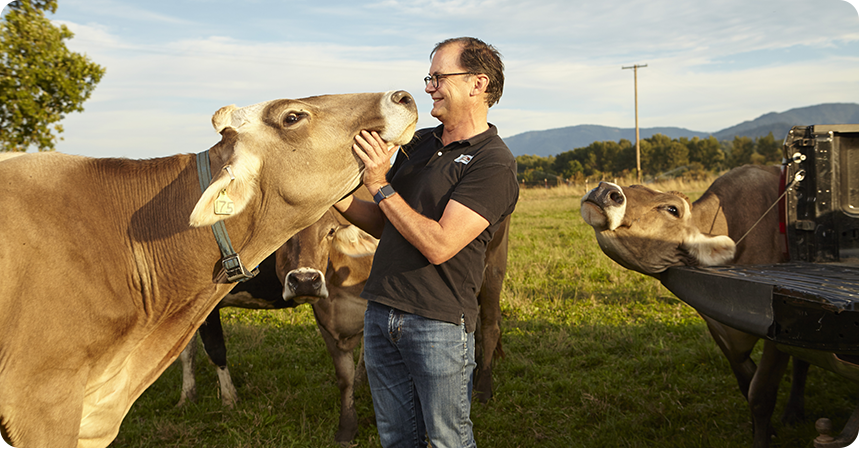 smiling farmer with a cow trying to lick his face