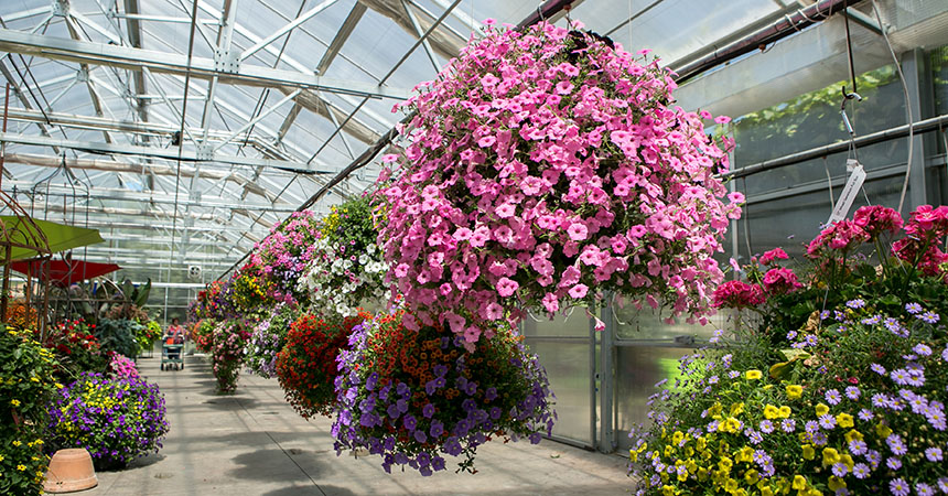 a collection of hanging flower baskets in a bright greenhouse