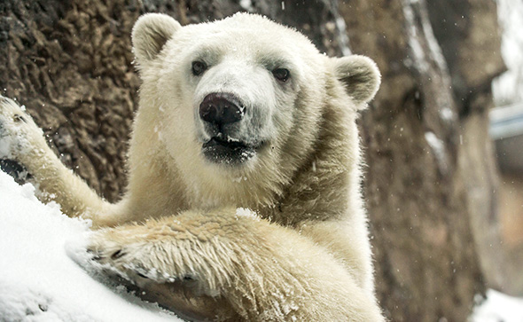 EB_Energy_Assets_Photo_Polar Bear