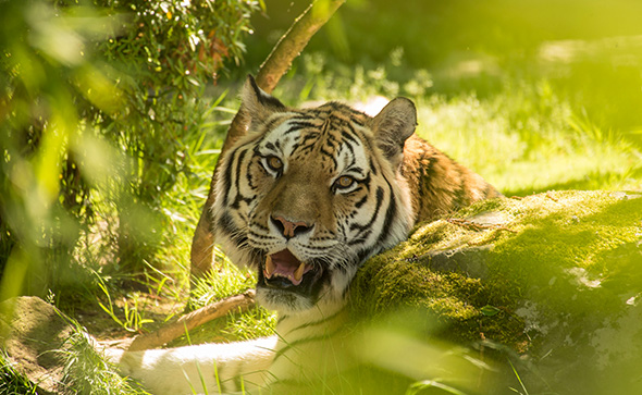 a tiger seen through leaves