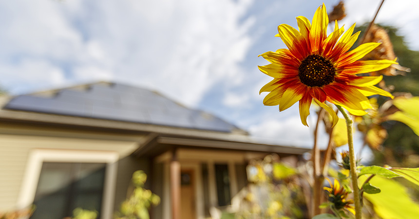 bright yellow flower in front of house with solar panels on the roof