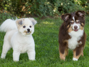 two small dogs playing outside on grass