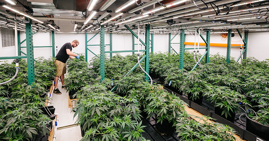 eco firma man tending to plants