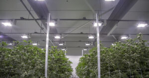 Cannabis plants mature in a flower room at Cloud Cover Cannabis in Portland, Oregon.