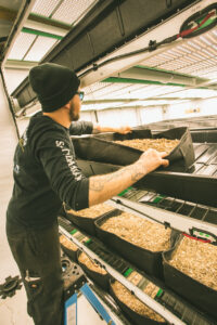 a man arranging bins of cannabis beneath LED lights