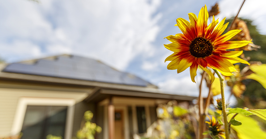 a flower in the foreground and a solar home in the background