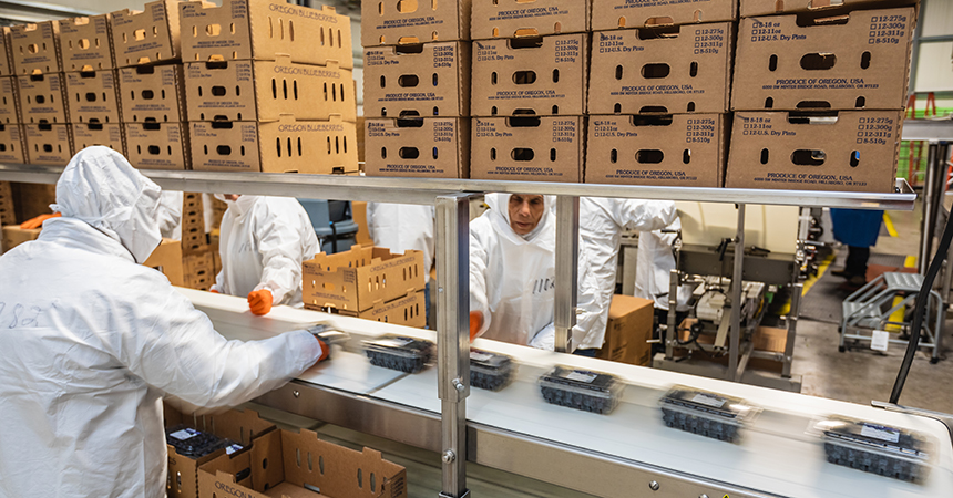 people in white jump suits packing up berries on an assembly line