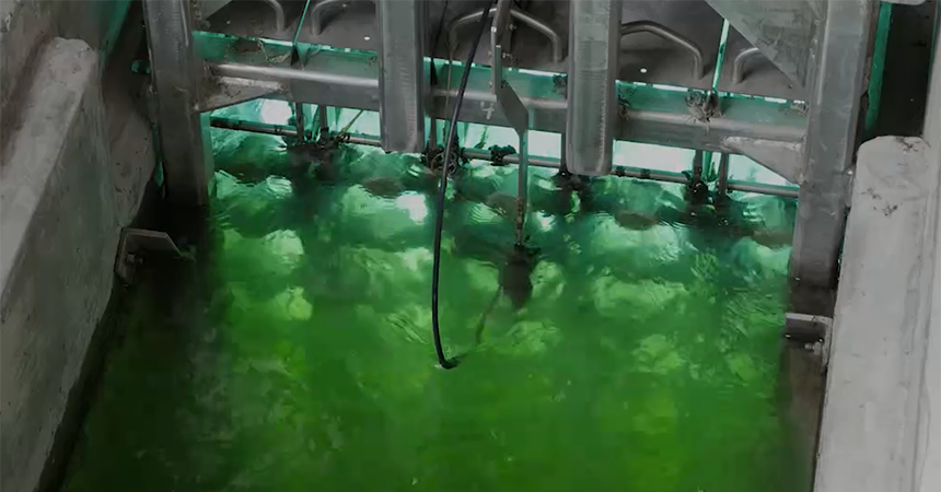 water that appears that its glowing green