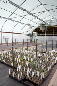 A new high-efficiency propogation greenhouse at Little Prince of Oregon nursery, Aurora, Oregon.