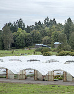 Greenhouses at Little Prince of Oregon nursery.