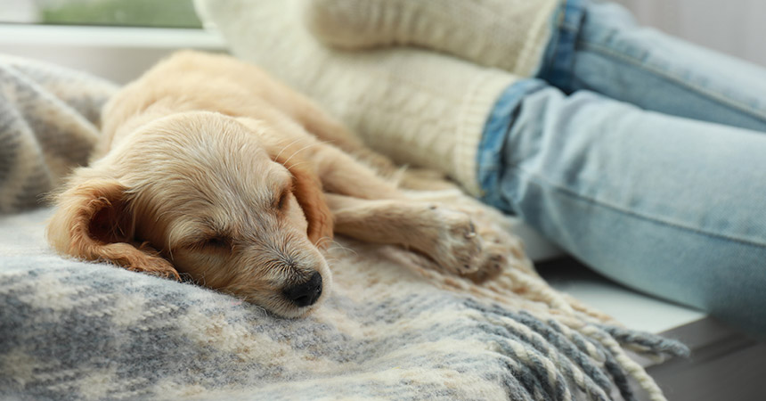 a puppy sleeping on a blanket