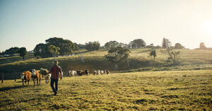 farmer with cows