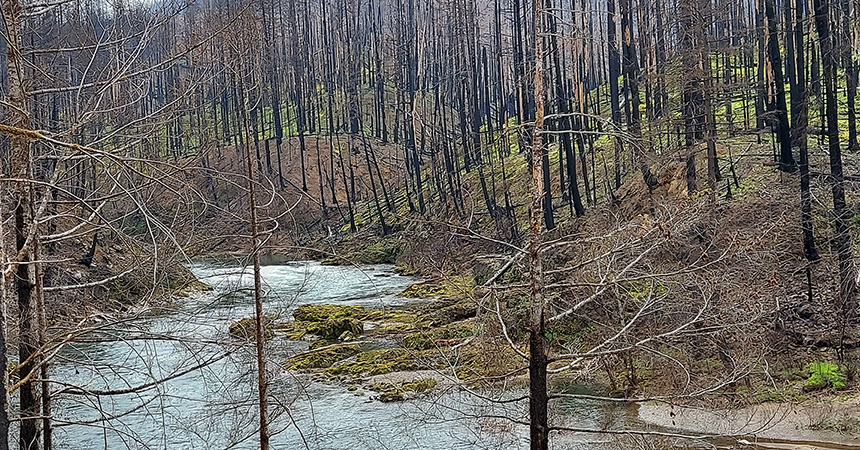 burned trees in forest