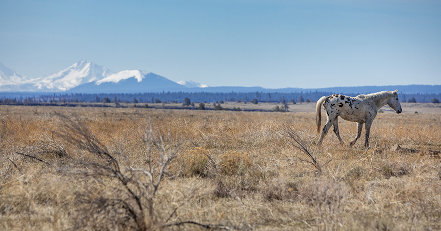 horse on farm