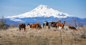 Horses in front of mountain