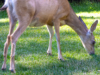 wll-9-mule-deer-1-web-crop