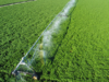6-threemile-canyon-farmsgrowing-potato-field