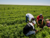 3-threemile-canyon-farmsworking-in-fields